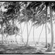 Illustration for article titled Coconut